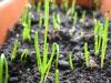 Лук-порей: как сажать и выращивать в открытом грунте Посев лука порея