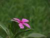 Барвинок розовый Катарантус: фото и характеристики растения