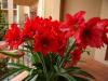 Удивительные цветы семейства луковичных Гиппеаструмы: сорта, разновидности, фото