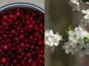 Войлочные вишни: лучшие сорта и правила выращивания Посадка войлочной вишни: особенности и условия