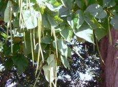 Орхидейное дерево катальпа: правильная посадка и уход, размножение и выращивание из семян, сорта и фото великолепной катальпы Название дерева с длинными стручками